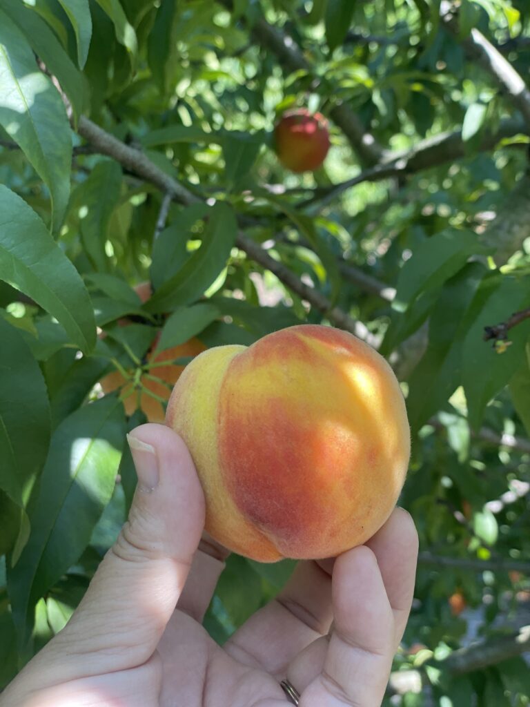 How to freeze fresh picked peaches