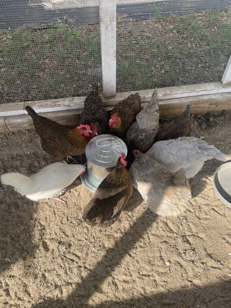 Farm raised chickens
